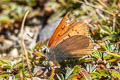 Ruddy Copper Tharsalea rubidus monachensis