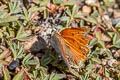 Ruddy Copper Tharsalea rubidus monachensis