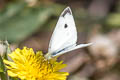 Small White Pieris rapae rapae