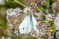 Small White Pieris rapae rapae