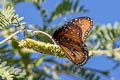 Striated Queen Danaus gilippus thersippus