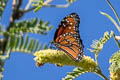 Striated Queen Danaus gilippus thersippus