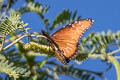 Striated Queen Danaus gilippus thersippus