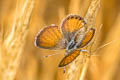 Western Pygmy Blue Brephidium exilis exilis