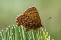 Western Pine Elfin Callophrys eryphon ssp.