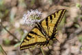Western Tiger Swallowtail Pterourus rutulus