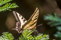 Western Tiger Swallowtail Pterourus rutulus