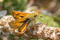 Woodland Skipper Ochlodes sylvanoides sylvanoides