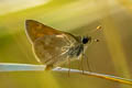 Woodland Skipper Ochlodes sylvanoides sylvanoides