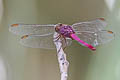 Roseate Skimmer Orthemis ferruginea