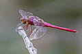 Roseate Skimmer Orthemis ferruginea