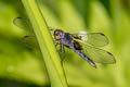 Black-winged Dragonlet Erythrodiplax funerea