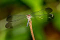 Tropical Woodskimmer Uracis imbuta