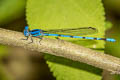 Argia inculta