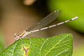 Argia inculta