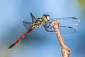 Grenadier Agrionoptera insignis
