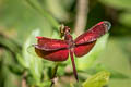 Common Parasol Neurothemis fluctuans 