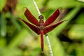 Common Parasol Neurothemis fluctuans 