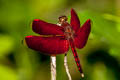 Neurothemis manadensis