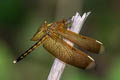 Indonesian Red-winged Dragonfly Neurothemis terminata