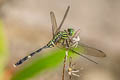 Green Skimmer Orthetrum serapia