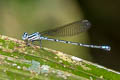 Argia sp.