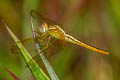 Ruddy Marsh Skimmer Crocothemis servilia