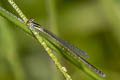 Violet Aciagrion Aciagrion approximans