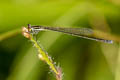 Violet Aciagrion Aciagrion approximans