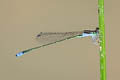 Aciagrion sp.