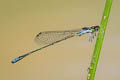 Violet Aciagrion Aciagrion approximans