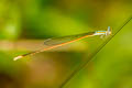 Aciagrion pallidum 