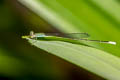 Aciagrion pallidum 