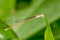 Aciagrion pallidum 