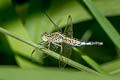 Trumpet-tail Acisoma panorpoides (Asian Pintail, Bulb-bodied Skimmer)