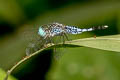 Trumpet-tail Acisoma panorpoides (Asian Pintail, Bulb-bodied Skimmer)