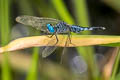 Trumpet-tail Acisoma panorpoides (Asian Pintail, Bulb-bodied Skimmer)