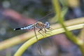 Trumpet-tail Acisoma panorpoides (Asian Pintail, Bulb-bodied Skimmer)