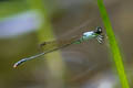 Variable Wisp Agriocnemis femina (Pinhead Midget)