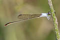 Variable Wisp Agriocnemis femina (Pinhead Midget)