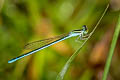 Little Blue Amphiallagma parvum (Azure Dartlet)