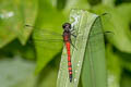 Amphithemis sp.