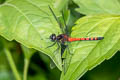 Amphithemis curvistyla