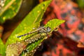 Amphithemis curvistyla