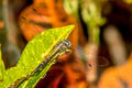 Amphithemis curvistyla