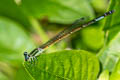 Variable Sprite Argiocnemis rubescens rubeola (Tiny Midget)