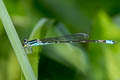 Variable Sprite Argiocnemis rubescens rubeola (Tiny Midget)