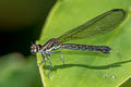 Peacock Jewel Aristocypha fenestrella