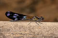 Aristocypha sp.