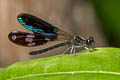 Peacock Jewel Aristocypha fenestrella